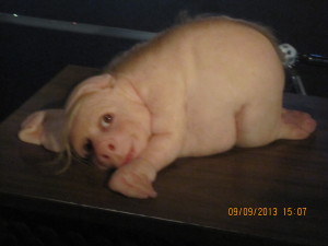 Ars Electronica Festival 3